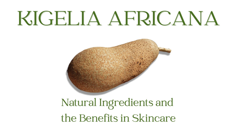 The magical properties of the African Sausage Tree Kigelia Africana