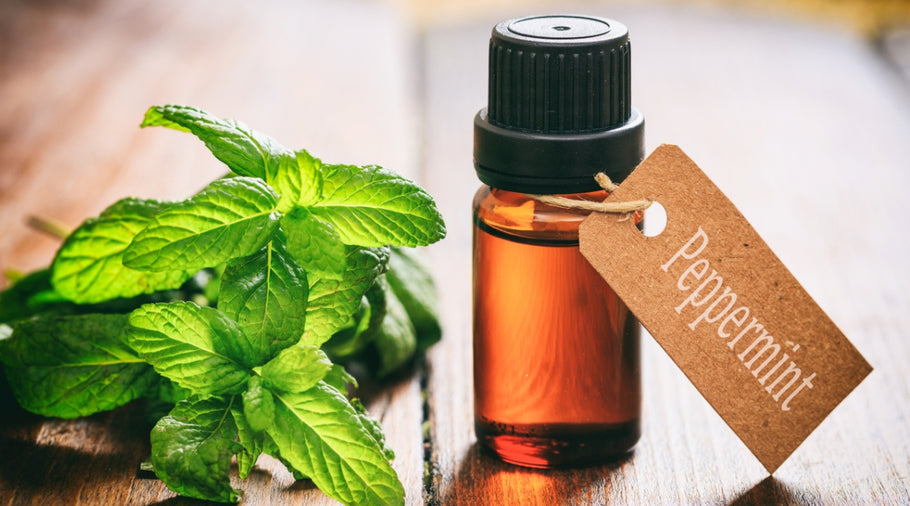 Back to Basics: Peppermint Oil's Essential Role in Nourishing Dry Skin